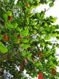Terminalia catappa